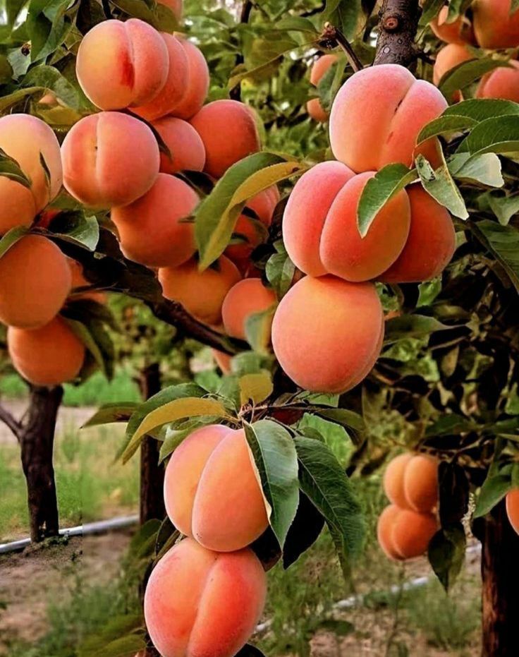 peaches growing on the branches of trees in an orchard, ready to be picked