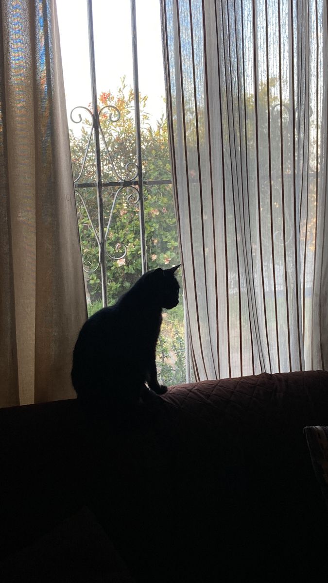 a black cat sitting on top of a couch next to a window with sheer curtains