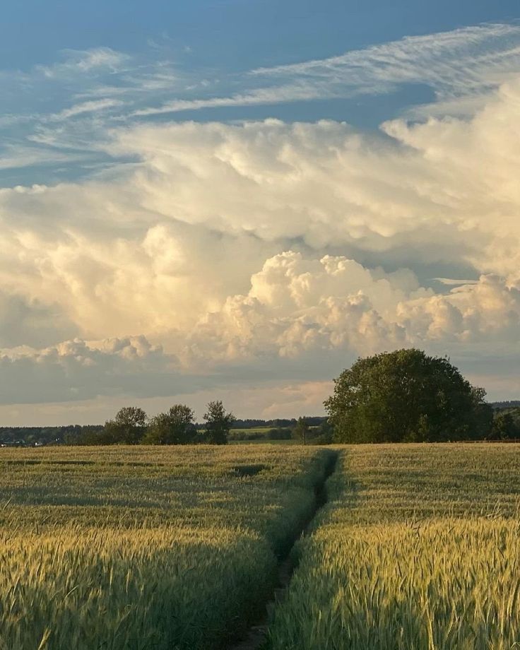 an open field with trees and clouds in the background, as well as a dirt path running through it