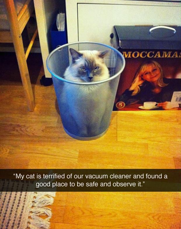 a cat is sitting in a cup on the floor next to a book and magazine