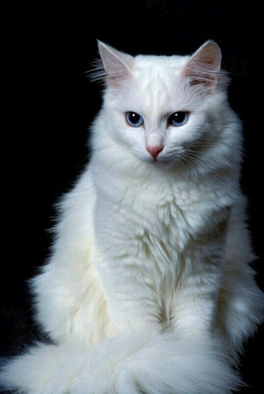 a white cat with blue eyes sitting down