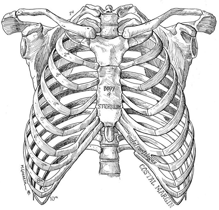 a drawing of the chest and ribs