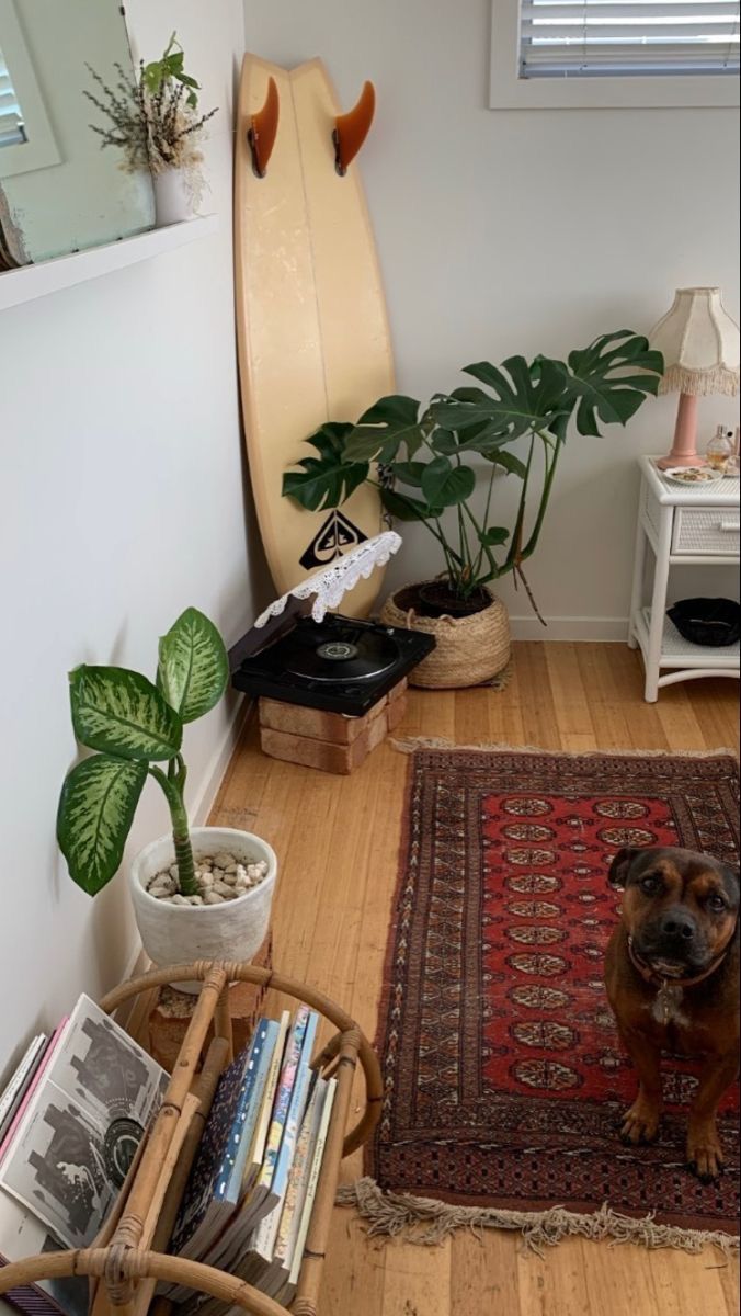 a dog is sitting on the floor in front of a rug and some planters