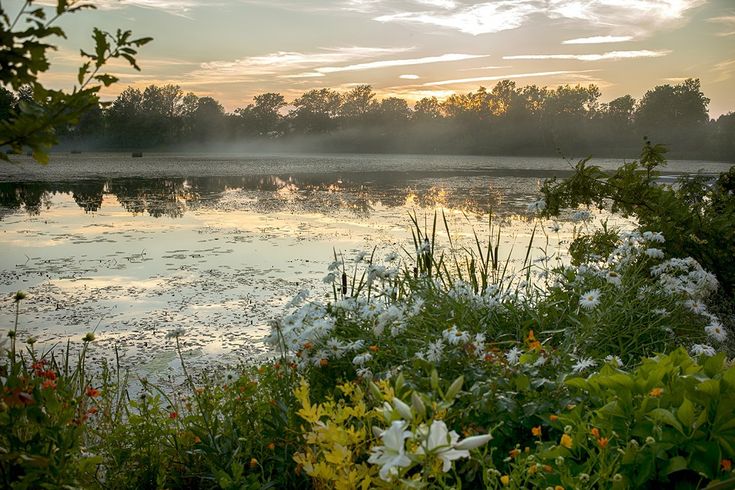 the sun is setting over some water and flowers