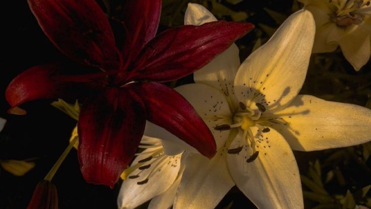 two white and red flowers are in the dark, with one large flower on it's side