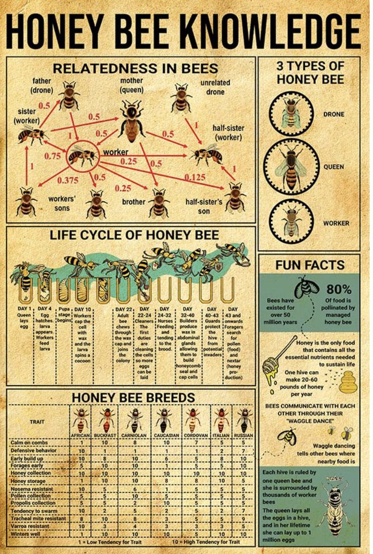 a poster with information about honeybees and their health benefits, including the bees