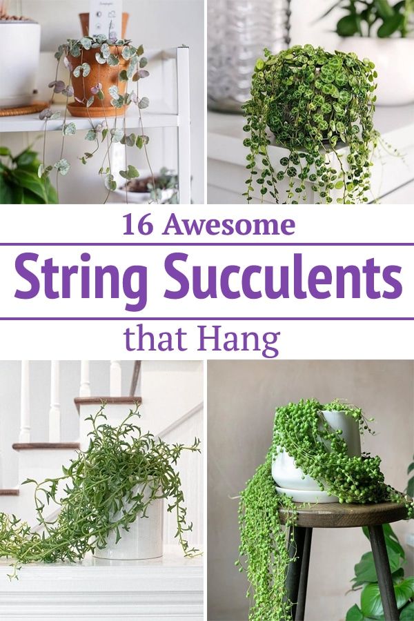 some plants that have been placed on top of each other and the words 16 awesome string succulents that hang above them