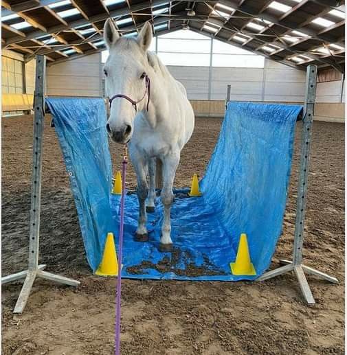 a white horse standing on top of a blue tarp in an indoor area with yellow cones