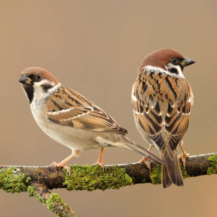 two small birds perched on top of a tree branch