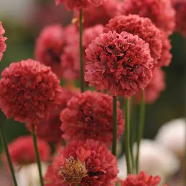 red flowers are blooming in the garden