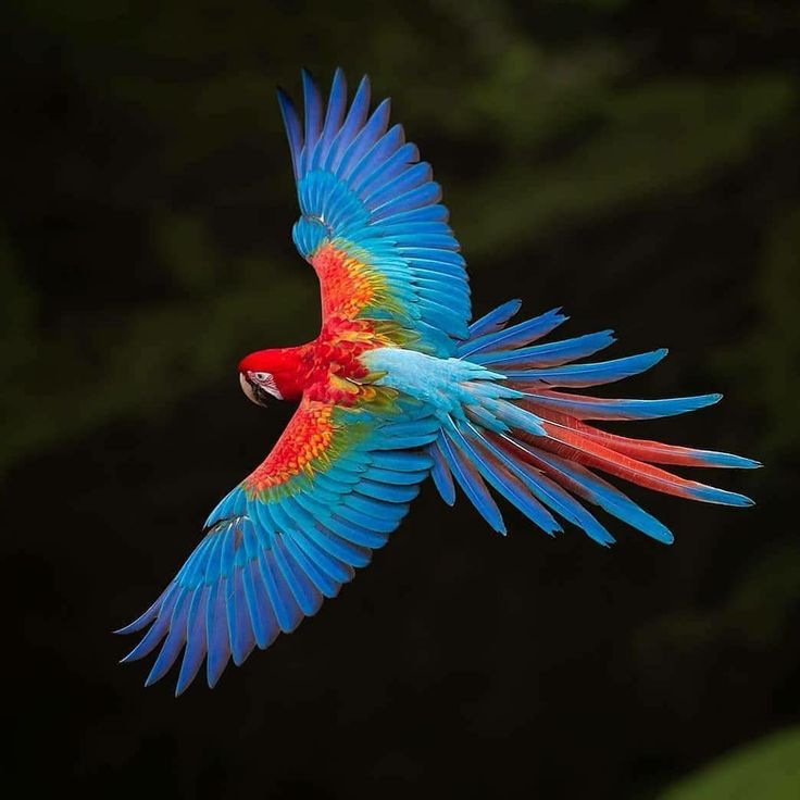 a red and blue parrot flying through the air