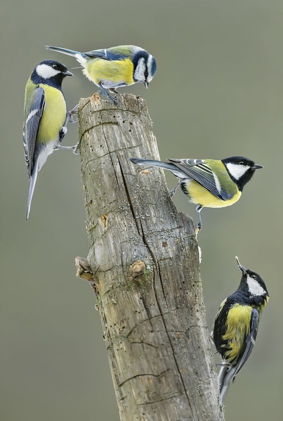 four birds perched on top of a wooden post next to each other, one yellow and the other black