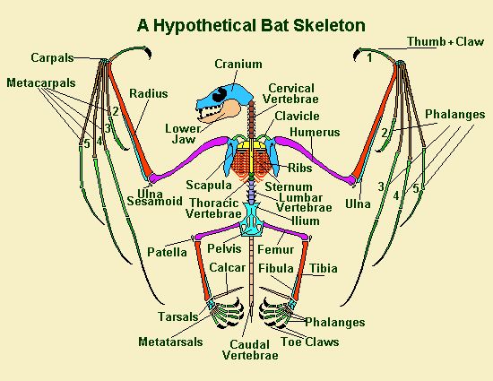 a diagram of the human body with labels