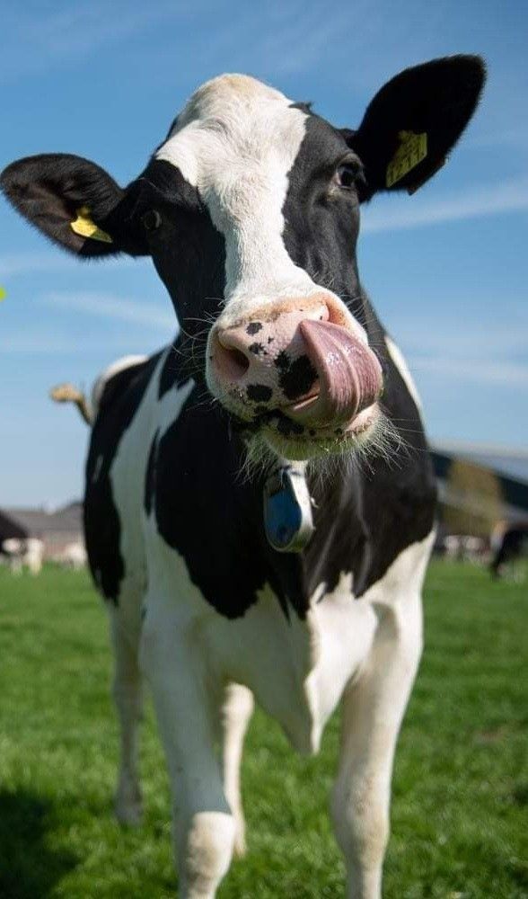 a black and white cow standing on top of a lush green field with its tongue hanging out