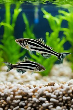 two black and white striped fish swimming in an aquarium