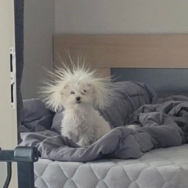 a small white dog sitting on top of a bed