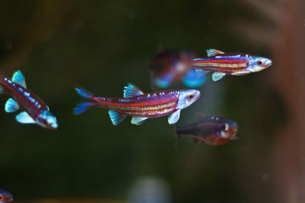 several colorful fish swimming in an aquarium