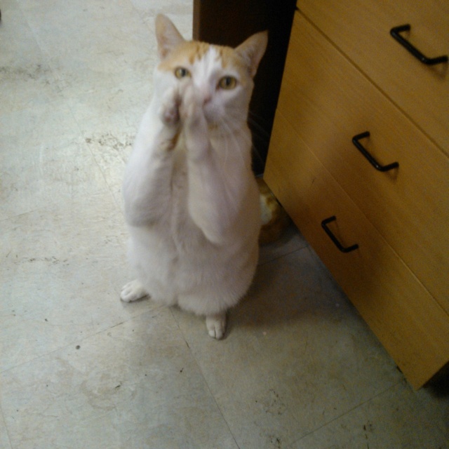 an orange and white cat standing on its hind legs in front of a dresser with it's paws up