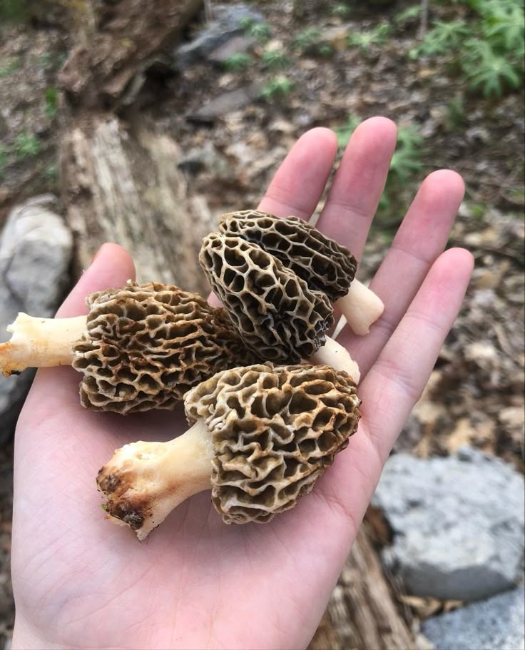 a hand holding three small mushrooms in it's palm, with rocks and trees in the background