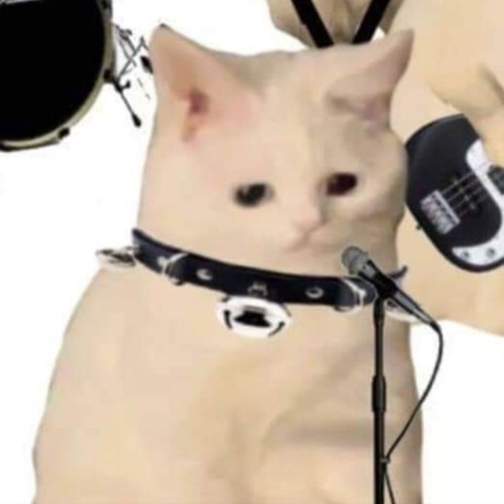 a white cat wearing a black collar and holding a microphone