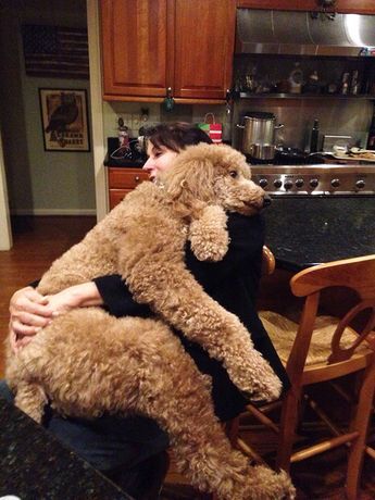 a woman sitting in a chair holding a large stuffed animal over her shoulder and looking at the kitchen counter