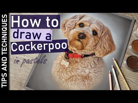 a drawing of a cocker spaniel with the words how to draw a cockerpooo in pastels