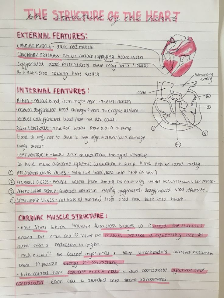 a piece of paper with writing on it that says, the structure of the heart