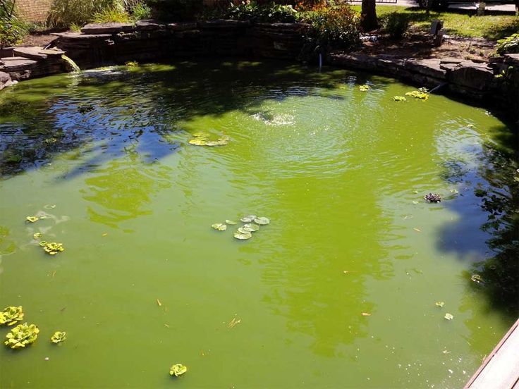 a pond filled with green water surrounded by trees