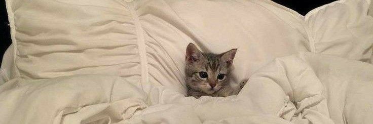 a cat peeking out from under the covers on a bed with white sheets and pillows