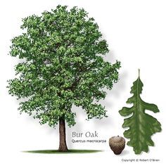 an illustration of a tree with its leaves and the words burr oak quercia mericasa