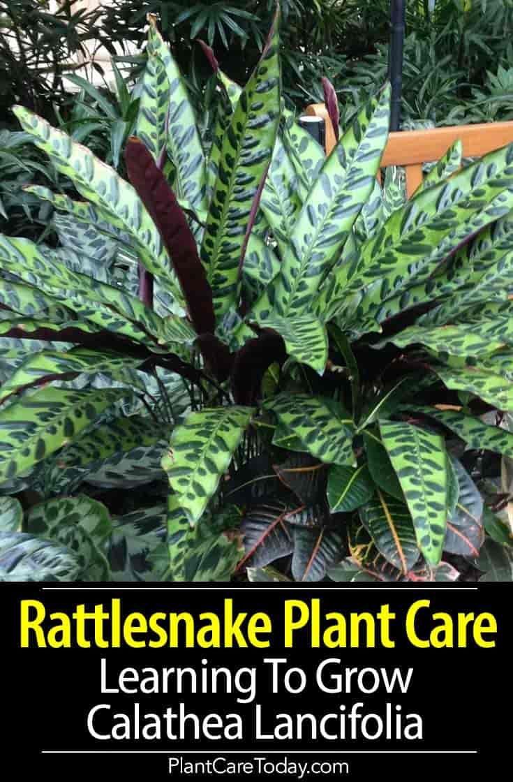 a plant with green leaves and the words rattleshake plant care learning to grow calathea lanoicia