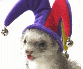 a ferret wearing a purple hat with bells on it's ears and nose