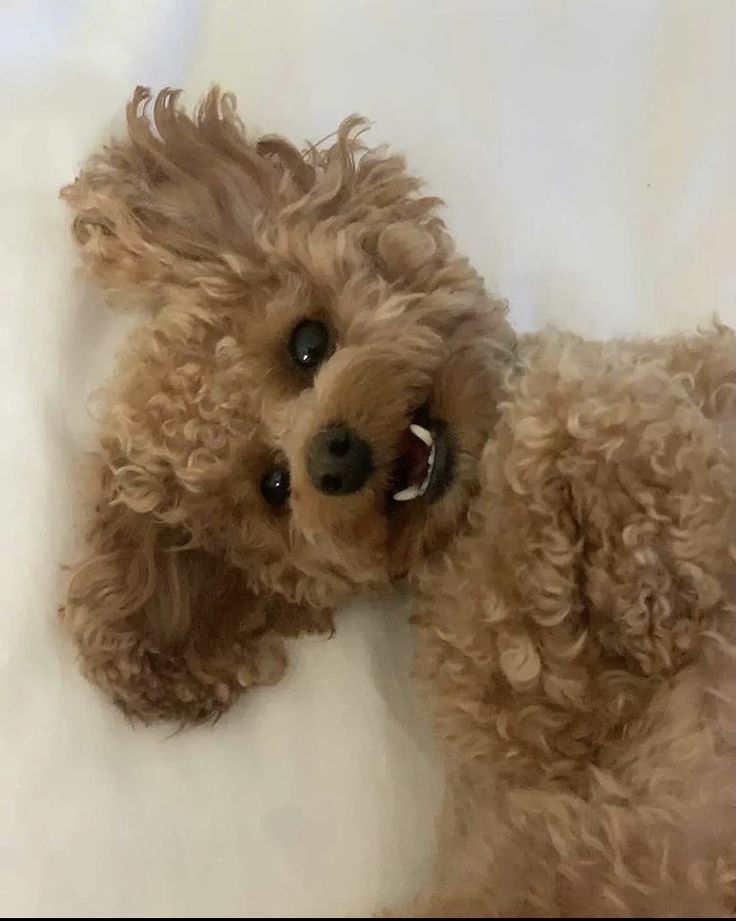 a small brown dog laying on top of a bed