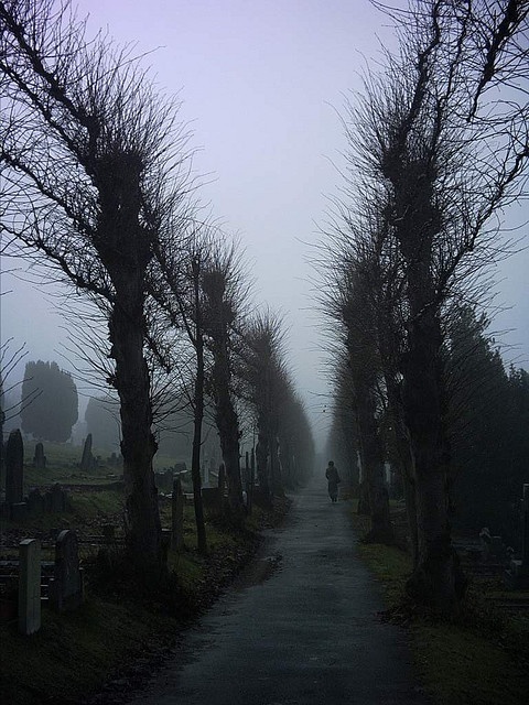 an empty road surrounded by trees in the middle of a cemetery on a foggy day