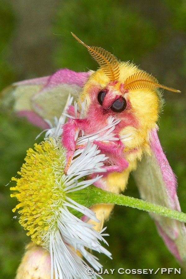 a yellow and pink insect with long antennae on it's head sitting on a flower