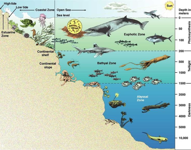 the ocean floor is filled with different types of animals and marine life, including dolphins