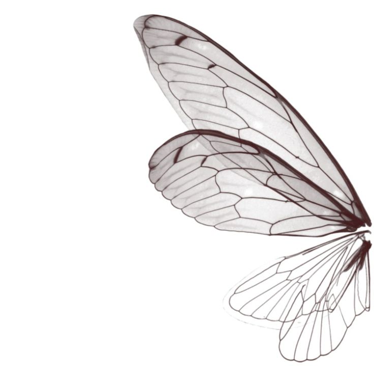 a butterfly flying through the air with it's wings spread