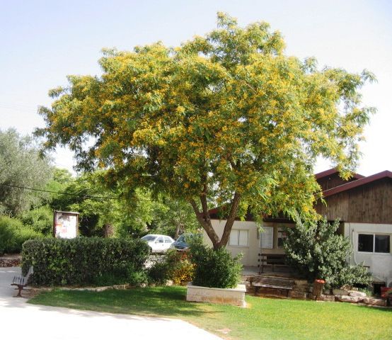 a large tree in front of a house