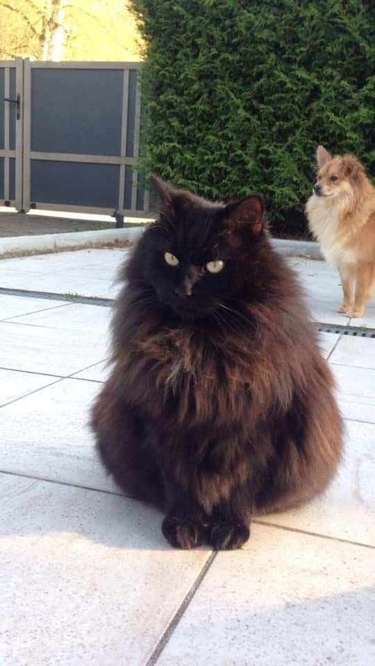 a fluffy black cat sitting on top of a tiled floor next to a brown and white cat