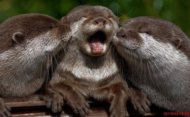 two otters with their mouths open sitting on top of a wooden table in front of trees