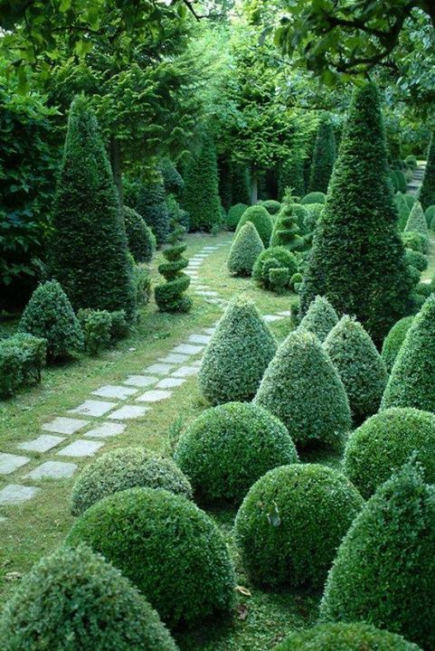 an outdoor garden with lots of green bushes