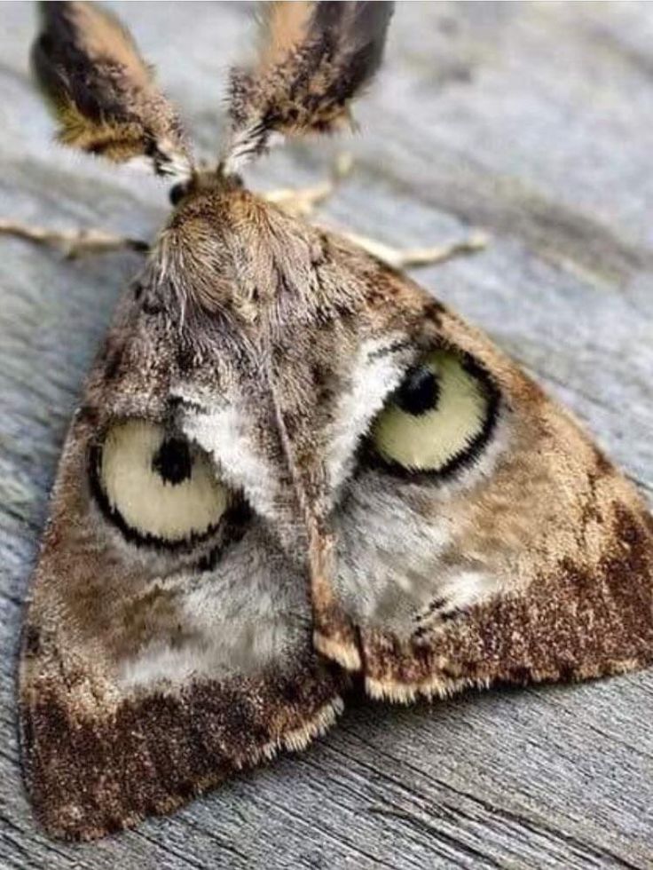 a close up of a moth's face on a wooden surface with its eyes wide open