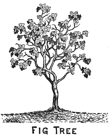 the fig tree, vintage line drawing or engraving