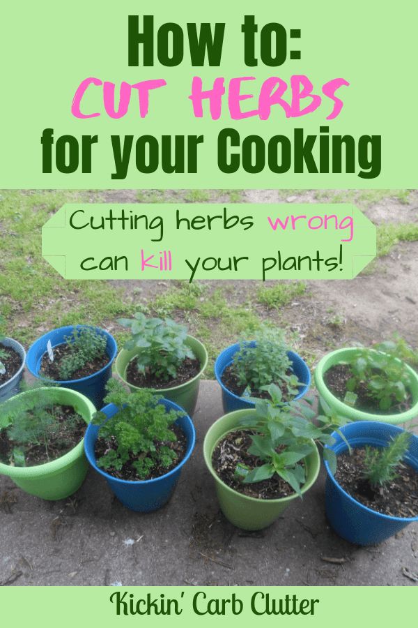 a bunch of potted plants with the title how to cut herbs for your cooking