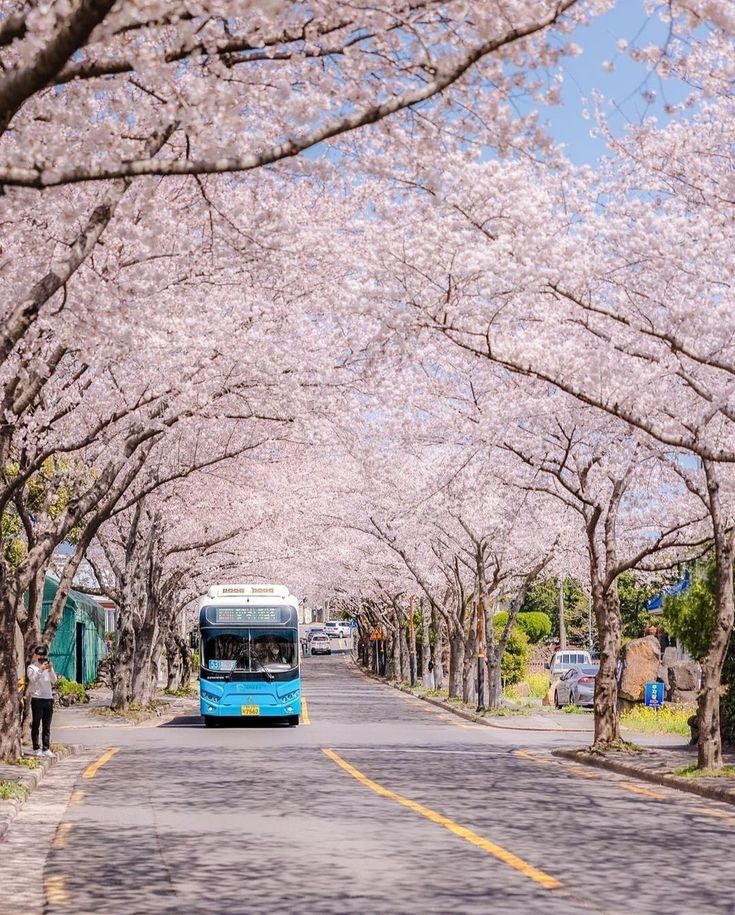 a blue bus driving down a street next to trees with pink flowers on it's branches