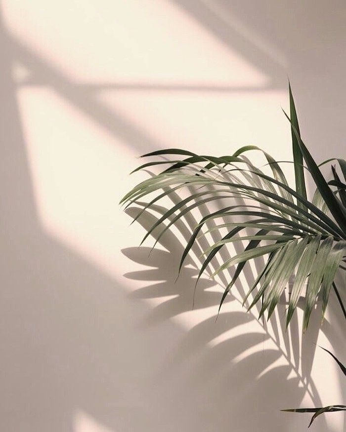 a green plant sitting on top of a white wall next to a shadow cast wall