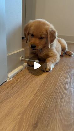 a puppy is sitting on the floor and playing with a toy in front of him