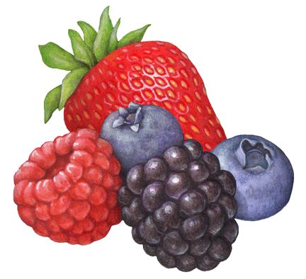 a painting of berries and blueberries on a white background