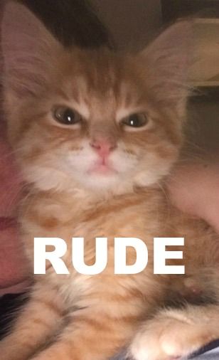 an orange and white cat with the words rude on it's face next to a persons hand