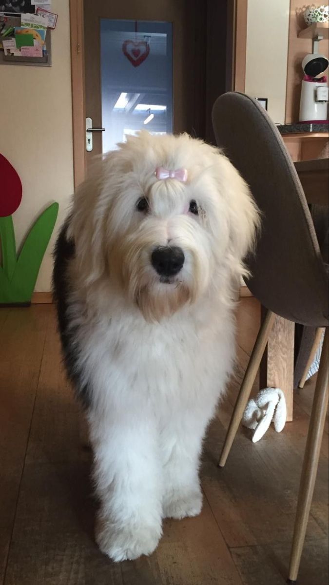 a white dog standing on top of a wooden floor next to a table and chair